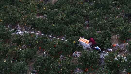 轨道车运输橘子在桔子果园
