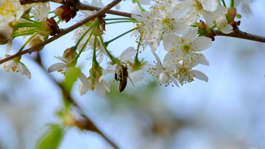 樱桃树开花蜜蜂采蜜视频素材模板下载