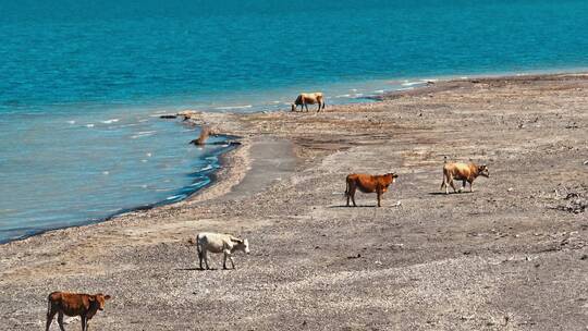 航拍湖边的牛群