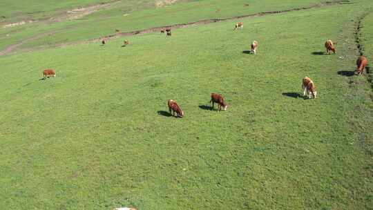内蒙古呼和浩特大草原上吃草的牛群