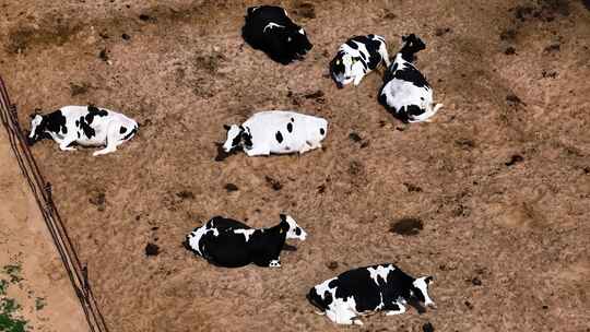现代化养殖牧场奶牛挤牛奶