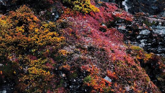 雨崩高山植被视频素材模板下载