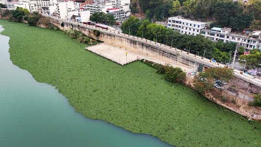 广西南宁河面水葫芦泛滥 绿油油似“草原”