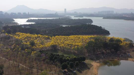 松山湖黄风铃 (1)