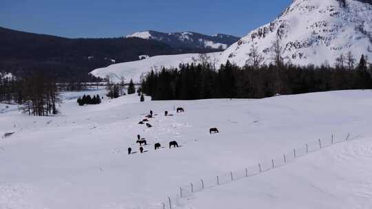 航拍新疆冬季喀纳斯河流晨雾雪山森林雪景