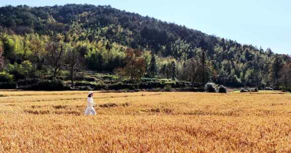 女子于金黄稻田漫步