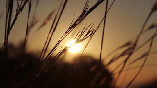 日出阳光穿过随风飘动的野草