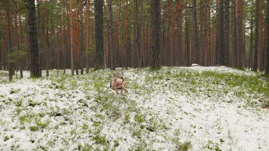 美国恶霸犬在冬天的森林里玩耍