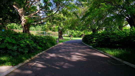 公园草坪草地 校园小路