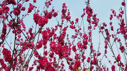 桃花素材