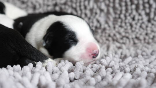 刚出生的边牧犬幼崽特写视频素材模板下载