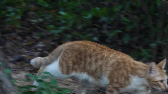 小区楼下流浪猫橘猫狸花猫4k视频素材视频素材模板下载