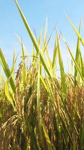 秋天成熟的水稻稻穗特写