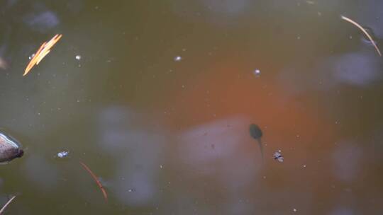 池塘蝌蚪水生物生态视频素材模板下载