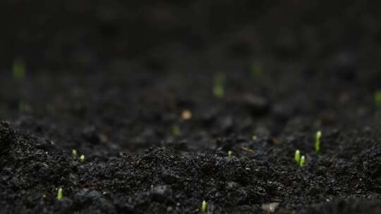 种子发芽 种子破土而出 植物生长延时