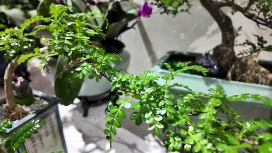 室内盆栽绿植花卉