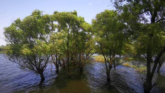 实拍 湖面 树林 植物 自然风光 洞庭湖