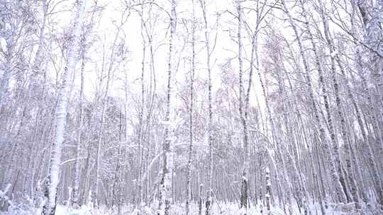 冬日雪景下的白桦林