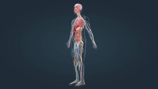 医学三维动画消化系统十二指肠3D医疗动画视频素材模板下载