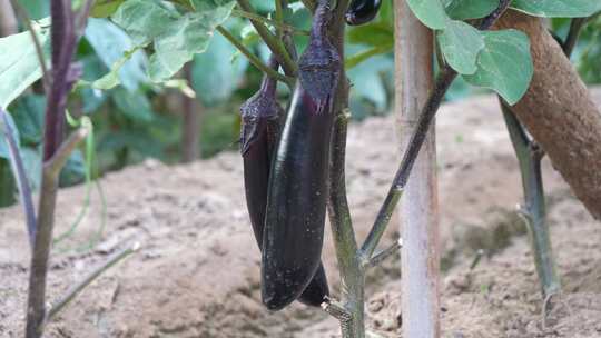 茄子 蔬菜 菜园 茄子种植 茄子开花