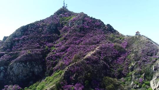 大黑山杜鹃花航拍合集