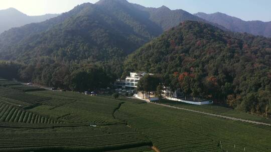 杭走茶山采茶叶茶叶种植山村