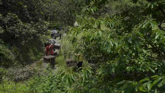 蜂农挑蜂进山