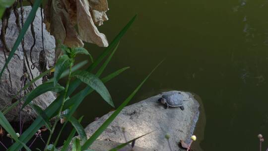 湖边一只乌龟趴在石头上