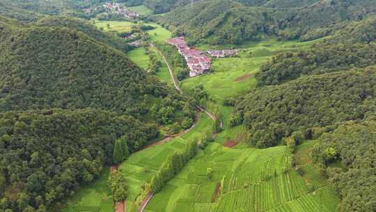 杭州西湖龙井茶园梅家坞清新茶山