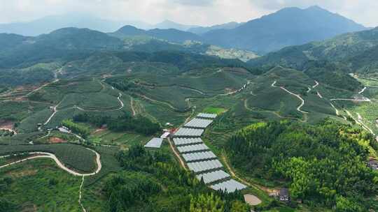 美丽乡村振兴葡萄园种植厂区采摘酿酒庄航拍