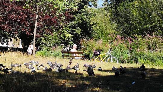 鸽子聚集在草地上