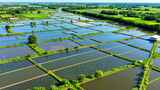 航拍池塘水产养殖场景高清在线视频素材下载