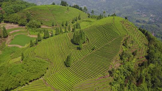 茶山 茶叶 种植 高清视频素材 航拍