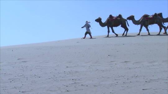 宁夏 骆驼队在沙漠天际线行走 后侧中景
