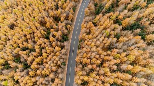 4K崇礼天路桦皮岭秋天森林公路航拍