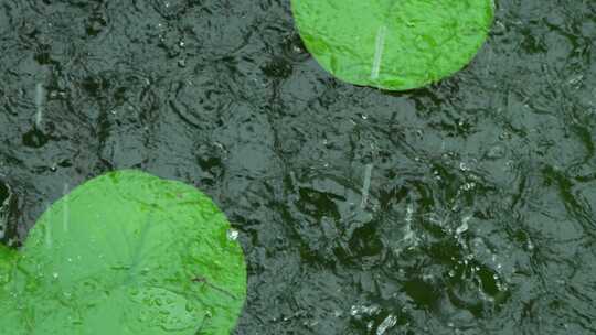 夏天暴雨，雨滴落在水里溅起水花