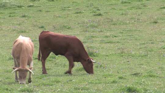 牛放牧天然吃草绿色有机