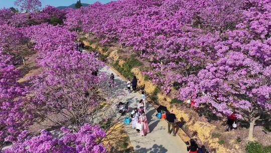 广东江门紫花风铃木花园航拍合集