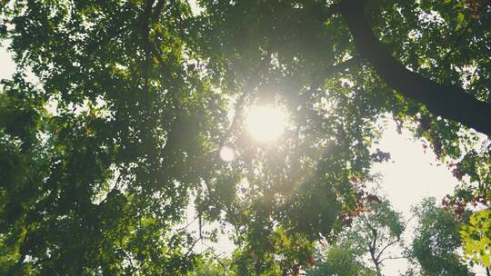 手持摄影阳光透过树木呼吸感