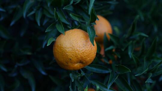 树上未收获的橙子