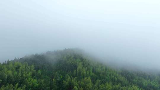 雨后森林航拍雪松树林云雾缭绕绿色生态环境