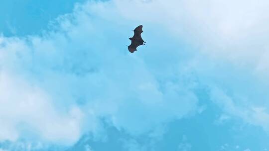 老鹰在天空中飞翔视频素材模板下载