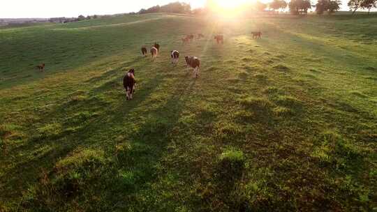 一群奶牛欢乐的奔跑在草原上