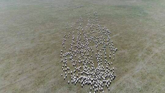 羊群 草原