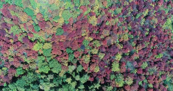 秋季山区枫红柞黄景色