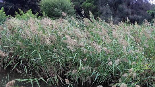 4K拍摄的南方秋季湖边风中的一排芦苇