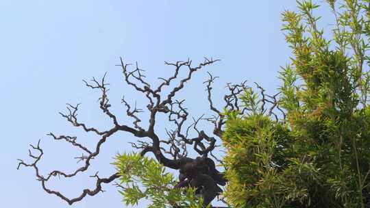 枯树树干与绿色竹林