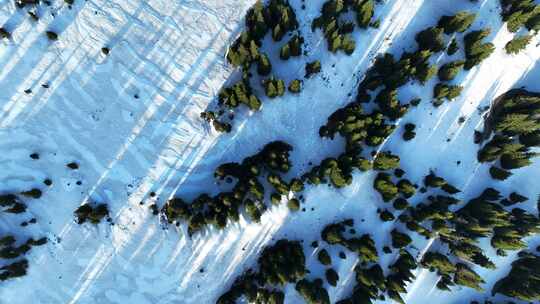 航拍新疆赛里木湖雪岭云杉被晨光照射景观