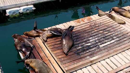 海角毛皮海豹懒惰地在木制平台上的平底锅拍