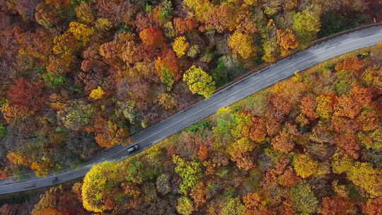 汽车驶过阳光明媚的秋日森林的天线